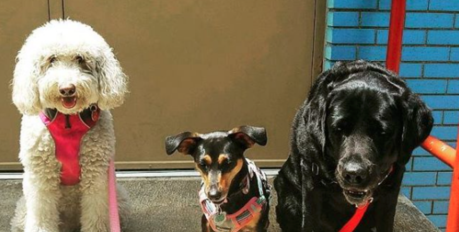 NY Tails on the NYC Pet Boarding list of the Street Easy site NY Tails